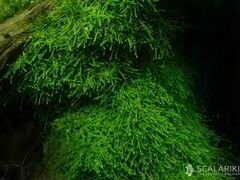 Яванский мох, анцитрусы