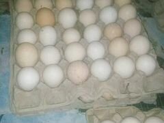 Инкубационные яйца цветных бройлеров