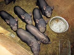 Продам поросят вьетнамской свиньи
