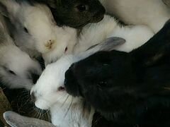 Кролики 2 месяца
