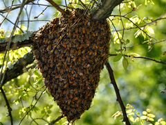 Пчелиные семьи, рои пчелинные