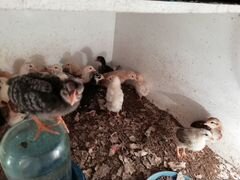 Домашние цыплята 1 месяц