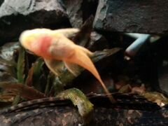 Аквариумные рыбки анциструсы альбиносы, гуппи