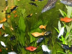 Рыбки и растения