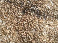 Драбленка для корма пшеница кукуруза горох ячмень