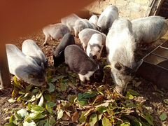Свинки вьетнамские