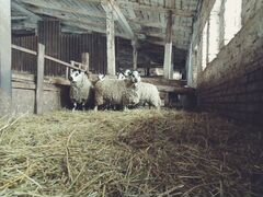Kerry-Hill (кэрри хил) овцы длиннотощехвостые мясо