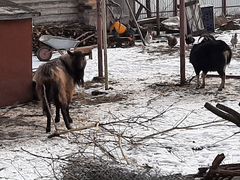 Чешский козел на покрытие