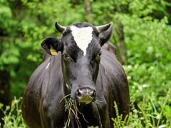 Корова стельная и бык годовалый