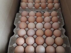 Яйца инкубационные росс 308(россия)
