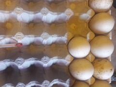 Инкубационное яйцо мускусных уток