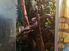 Гигантский геккон-бананоед