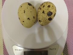 Инкубационные яйца техасских перепелов