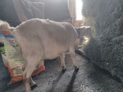 Дойную заано-нубийскую козу
