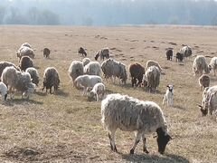 Овцематки
