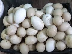 Яйца (гусиные и индоутиные)