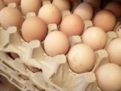 Яйца инкубационные брама