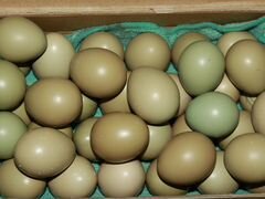 Инкубационное яйцо фазана Румынского