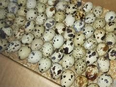 Яйца перепелиные для инкубации. Порода Техасский