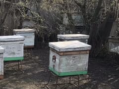 Семьи пчёл с ульем и подставкой
