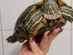 Красноухая черепаха Тося