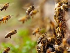Продам пчёл, пчелосемьи, пчелопакеты