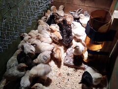 Двух недельные цыплята от домашних кур - несушек