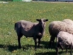 Овцы и баран