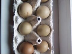 Фазаньи яйца