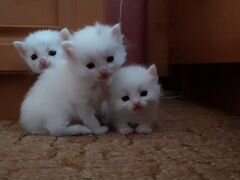 Котята белые пушистые