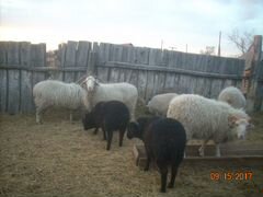 Овцематки с ягнятами