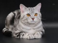 Скоттиш-страйт шотландская прямоухая кошка