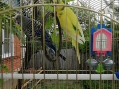 Волнистые попугаи