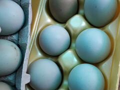 Яйцо икубационное чернокожих кур