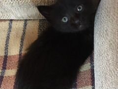 Чёрный кот и трехцветная кошка (котята)