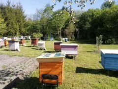 Пчелопакет. 3+1.матки плодные 2019г.миролюбивая по