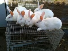 Кролики белый паннон,сов.шиншила