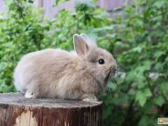 Карликовый мини крольчонок