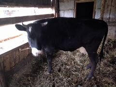 Корова первотелка 2 года, теленок телочка 7 месяце