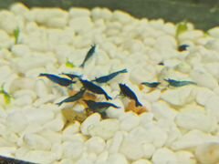 Синие аквариумные креветки