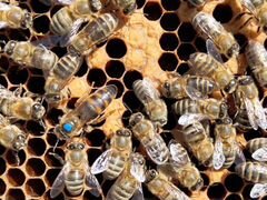 Плодные пчеломатки 2020 года