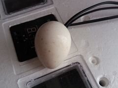 Инкубационное яйцо индейки