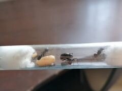 Camponotus vagus (муравей-древоточец)