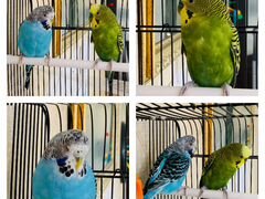 Продам попугаев (самка и самец)