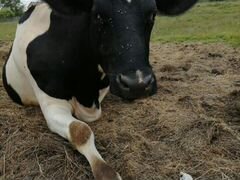 Корова на мясо или на содержание