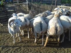 Овцы качкари 1.5 года