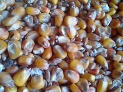 Зерносмесь (кукуруза+пшеница)