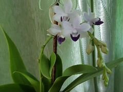 Орхидея Сапфир