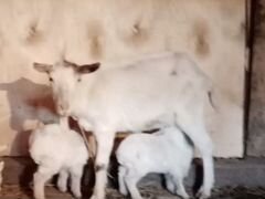Дойная коза и 2 козочки