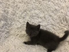 Котята от сибирской кошки, 1 месяц